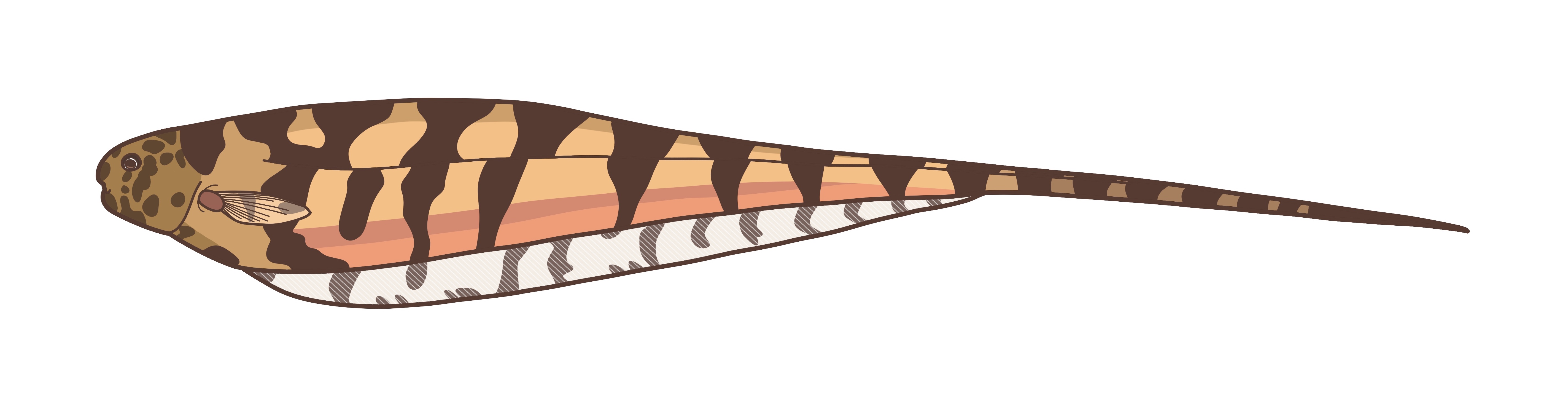 Steatogenys_elegans.jpg