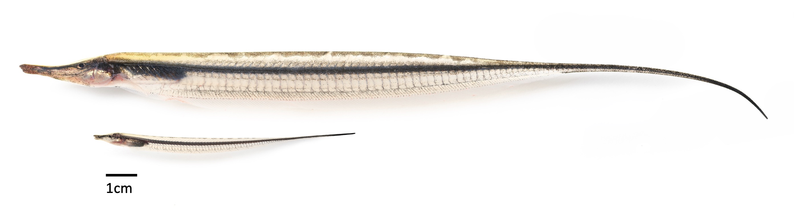big_small_rondoni.jpg
