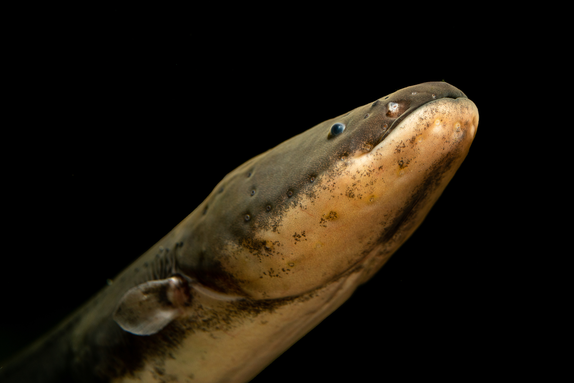 eel.jpg