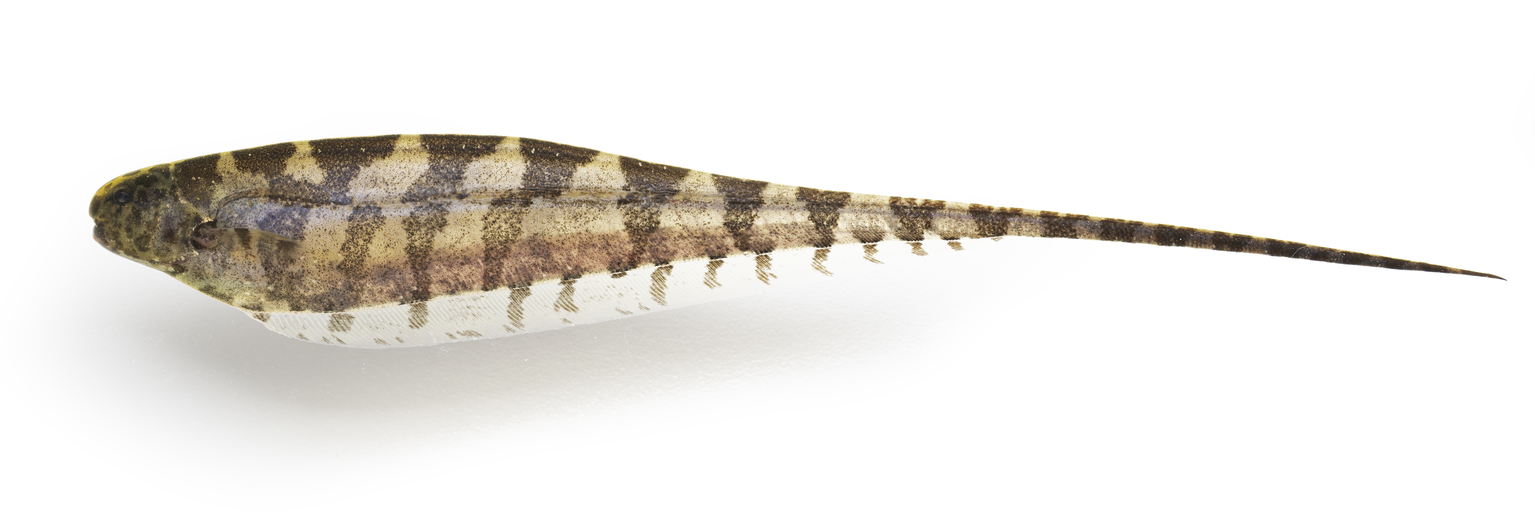 elegans.jpg
