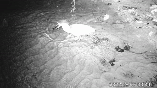 heron_footage.gif
