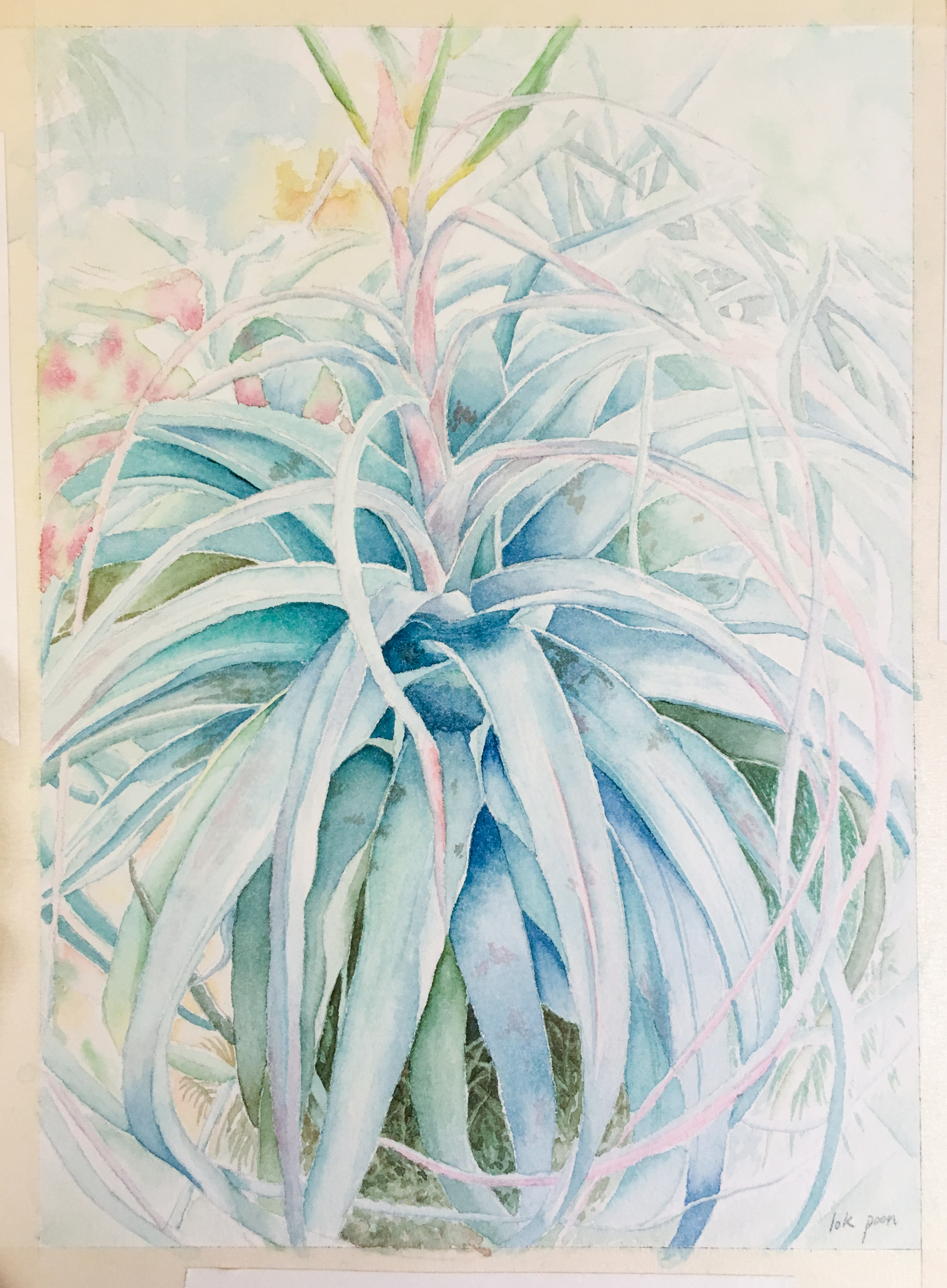 tillandsia.jpg